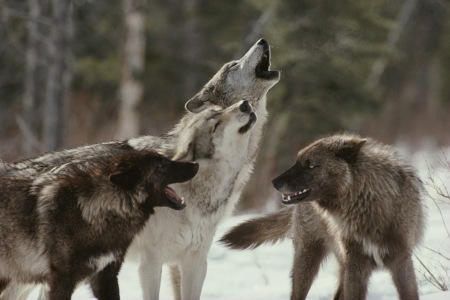 wolf-pack-howling-med